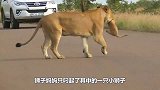 小象发脾气不肯走路象妈妈的处理方式“绝了”网友：“贼拉可爱”