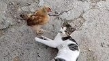 鸡与狗的真正较量，小鸡这回直接被猫咪放倒了