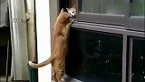 橘猫扒别人家窗户看小伙伴，橘猫：一起出去玩嘛