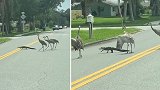 美国：一条鳄鱼“领着”三只鹤过马路，结局反转令人捧腹