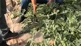 这才是真正的冰糖瓜，这水灵灵的大西瓜，我看着就想吃啊
