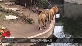 狮子散步时走神，掉进了水里，旁边的狮子被吓了一跳