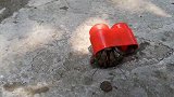 “换房达人”寄居蟹，为何却因换房而死？