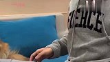 男主人打老人,金毛赶紧上前阻止,还揍了男主人