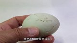 蛋壳破裂了怎么办男子妙用502，竟成功得到一只小可爱！