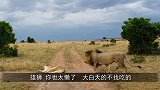 母狮躺在路上呼呼大睡，雄狮对着屁股就是一口，接下来憋住别笑！