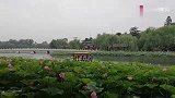 北海公园荷花盛开