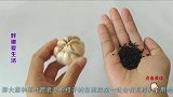 把大蒜和茶叶放在一起，解决了很多人的烦恼，看完你会感谢我
