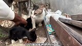 猫妈妈含泪抛弃了一只小奶猫，当小哥得知原因，流下了同情的泪水