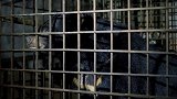 越南：两只黑熊被囚禁在地下室17年，被取胆汁做研究