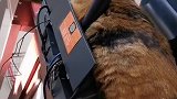 猫：你别赶我走啊，我可是招财猫：呢！