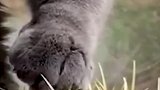 猫哥，你这猫沙掌练的不错啊