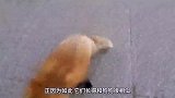 狐狸见到救命恩人，下一秒的做法让人意外！网友：二哈附体？
