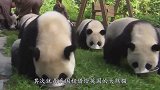 老外为了大熊猫，都干过哪些奇葩疯狂的事？答案你绝对想不到！