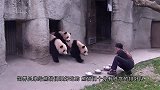 熊猫宝宝翻床越狱，回头一看奶妈来了，下一秒的举动让人笑岔气！