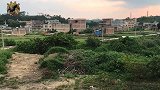 主人问八哥要花生吗，八哥跟着学主人说要花生吗，学的还挺像