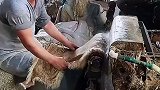 羊皮这样处理，长见识了