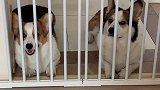 到底谁被关起来了