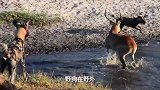 野狗与河马的争夺战，野狗想进入水中抓捕羚羊，遭到河马阻拦！