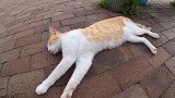 这猫咪睡得太香了，捏肉垫都没反应