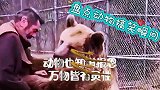 盘点动物搞笑瞬间，动物也知道报恩，万物皆有灵性