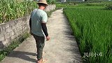 路边捡到一只出生不久的小流浪猫，身体很虚弱瘦小，我必须要救它