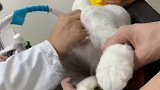 财财看病记猫 vlog萌宠日常 养宠进阶指南