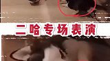 二哈专场秀，千万憋住