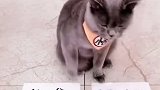 男子“拷问”猫咪，猫咪巧妙回答，最后主人竟干出这种事