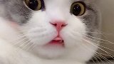 哈哈哈  这小眼神绝了猫 猫与猫与猫与猫 神仙颜值 吸猫