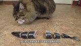 猫吃鱼会不会卡刺看看猫吃鱼的方法，就没有吃不下的鱼