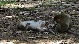 母猴六月死了，猴王眼含泪水送它最后一程，情深义重
