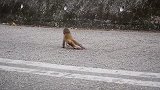 小猴子因为撒泼耍赖，被猴妈狠狠教训一番，猴妈：还跑不跑