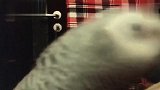 鹦鹉着急喝水把主人给咬了，发怒烦人！烦死了！主人你还烦
