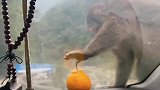 游客隔着玻璃逗猴子，小心它急了