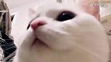 纯白短腿！哪里来的短脚大脸猫？