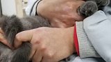 2018年养了一只吐着舌头的猫，取名“呸呸”，不知不觉我们已经在一起500天啦！