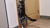 猫咪开门想出去玩