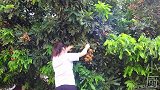 龙眼还能这么吃？很多人没吃过，肉厚而脆，回味无穷