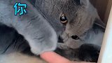 拥有两只性格完全不同的猫是什么体验猫 呸式vlog vlog萌宠日常 宠爱里云社区