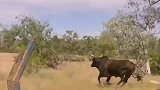 澳洲牛仔是怎么抓牛的
