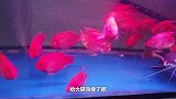 有海洋一哥称呼的八爪鱼，进入鱼缸不到3秒，就被招财猫藏进腹中