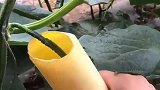 大棚地里的黄瓜为什么这么大，看到师傅的操作涨姿势了！