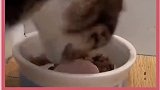 猫：你是真的！
