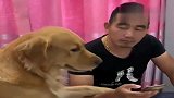 主人亲金毛豆豆，不料豆豆竟这样对待他，你们都忍住别笑！