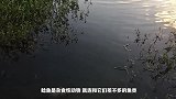 超强鲶鱼捕食鸽子，鱼能捕食鸟类不是亲眼所见我也不信