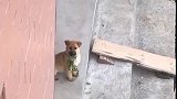 狗子：叫我干啥，要下来陪我玩么！