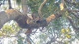 鬣狗很着急：树上就是花豹母子的羚羊，就是够不着