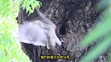 树洞里的鸟宝宝长大后，却因身体大而出不了小洞口，令人忧心