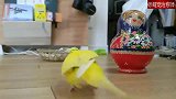 主人将鹦鹉喜欢的套娃玩具换成了大号